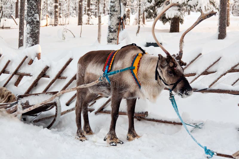 Reindeer and sleigh