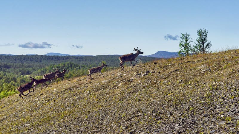 Reindeers in natural environment, Roros region