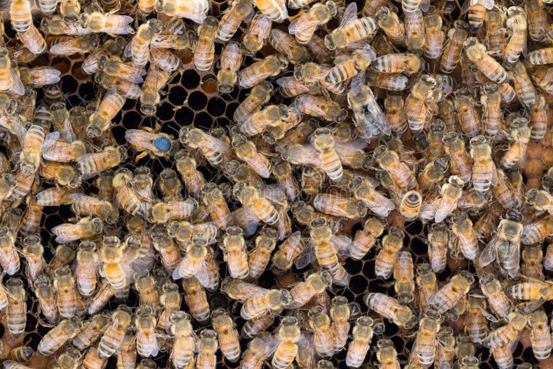 Reine des abeilles marquée pondant des oeufs photographie stock Reine des abeilles marquée pondant des oeufs photographie stock