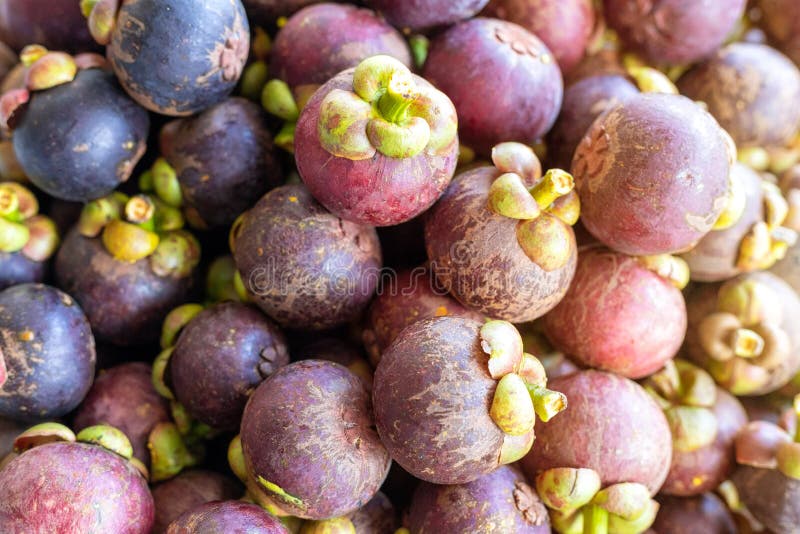 Reine haute étroite du fond de mangoustan de groupe de fruits, mangoustan dans un plateau Avec l'effet de la lumi?re du soleil image stock Reine haute étroite du fond de mangoustan de groupe de fruits, mangoustan dans un plateau Avec l'effet de la lumi?re du soleil image stock
