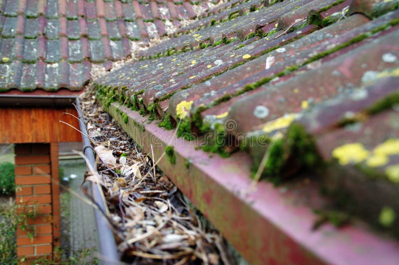 Reinigungsgosse vom Moos und von den Blättern stockbild Reinigungsgosse vom Moos und von den Blättern stockbild