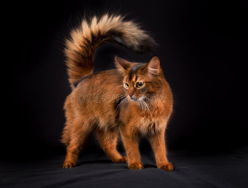 Reinrassige somalische Katze stockbilder