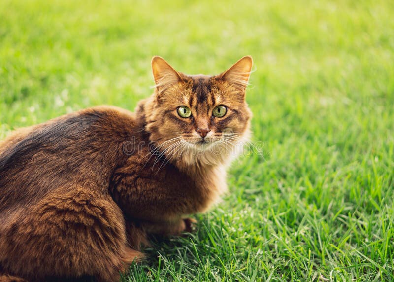 Reinrassige somalische Katze in der Grasaußenseite stockfotografie