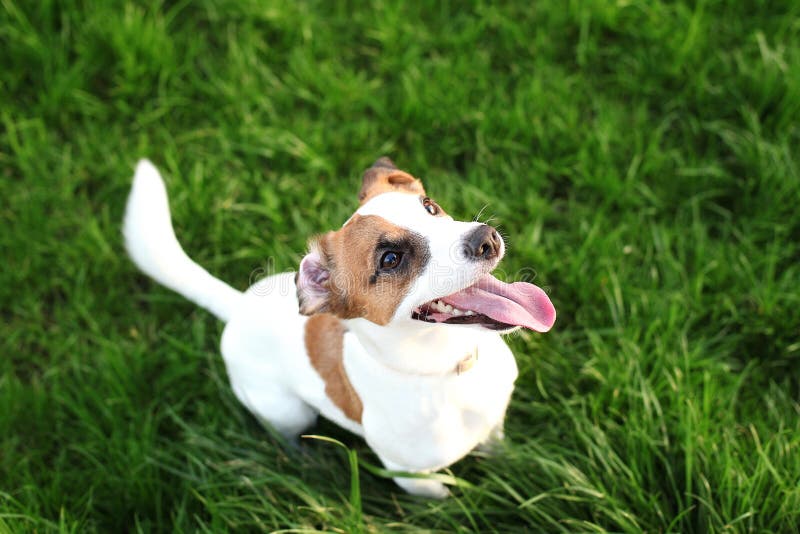 Reinrassiges Jack Russell Terrier-Hundefreien auf Natur im Gras an einem Sommertag Glücklicher Hund sitzt im Park stockfotos Reinrassiges Jack Russell Terrier-Hundefreien auf Natur im Gras an einem Sommertag Glücklicher Hund sitzt im Park stockfotos