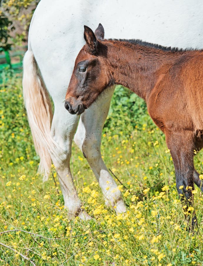 Reinrassiges Spanisches Fohlen Mit Ihrer Mutter Im Garten