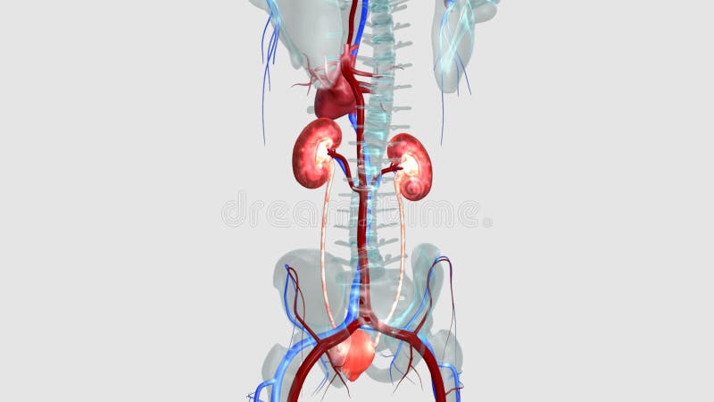 Reins illustration libre de droits