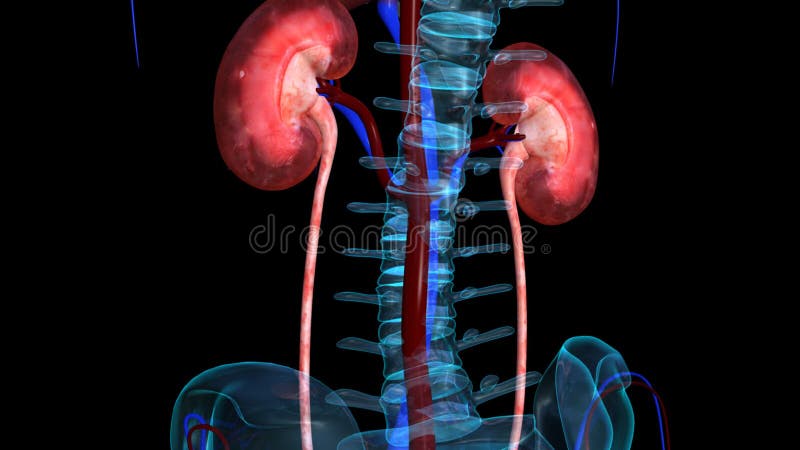 Reins illustration libre de droits