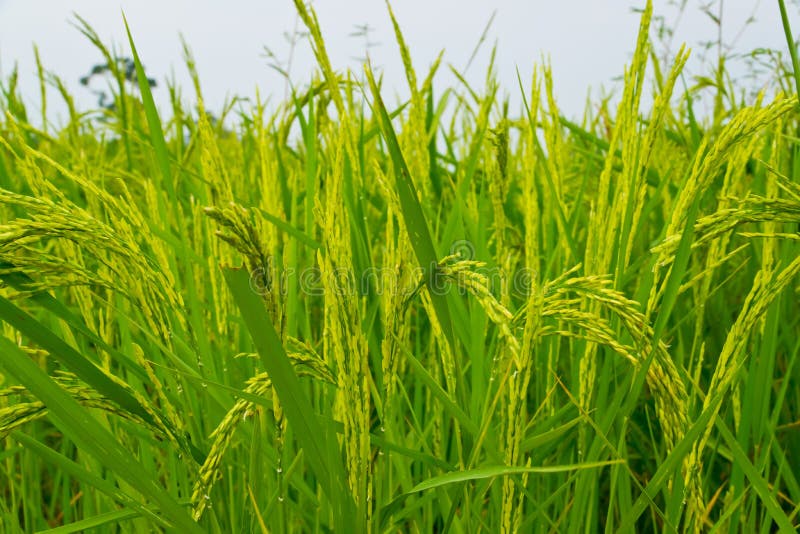 Close-up of rice in a field. Close-up of rice in a field