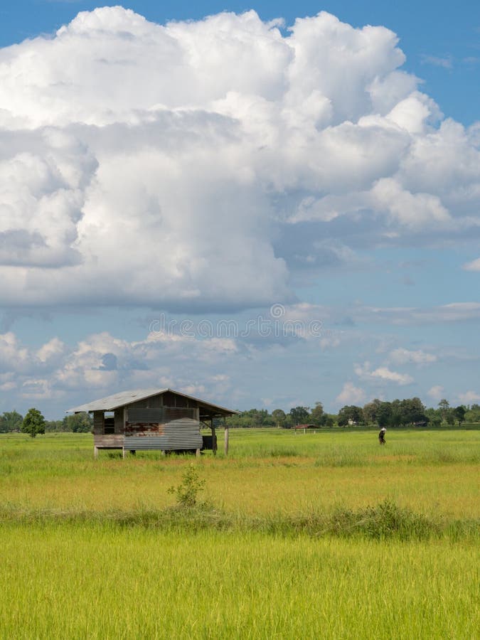 Reis, der Jahreszeit in Thailand bewirtschaftet stockfotografie Reis, der Jahreszeit in Thailand bewirtschaftet stockfotografie