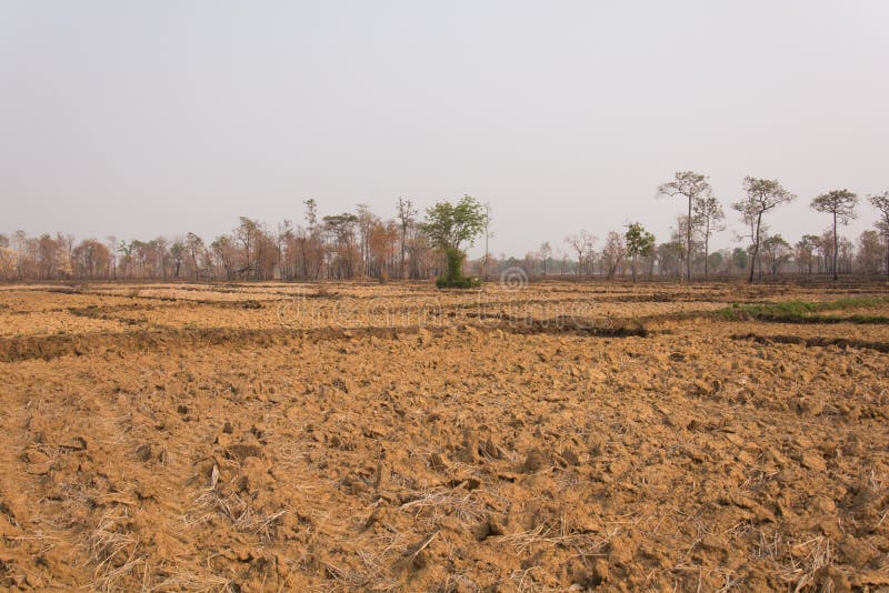 Reis-Feld nakhonphanom des Baums trockenes einsames stockbild Reis-Feld nakhonphanom des Baums trockenes einsames stockbild