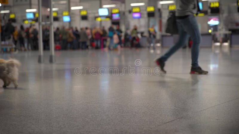 Reisen mit einem Hund in einem Flugzeug Hund im Flughafenaufenthaltsraum vor der Abfahrt