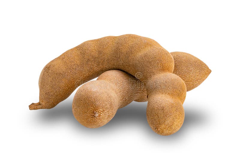 Reisende Tamarind oder Tamarindua indica isoliert auf weißem Hintergrund stockfotografie