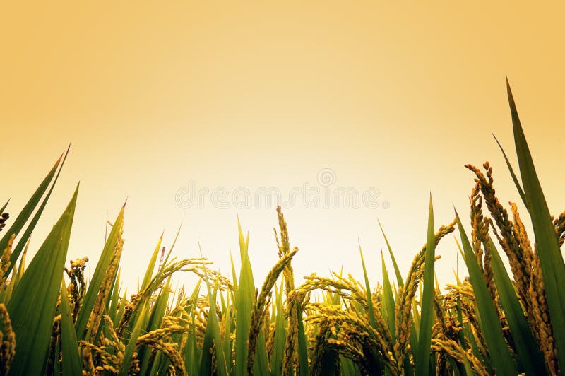 Reisfeld lizenzfreies stockfoto Reisfeld lizenzfreies stockfoto