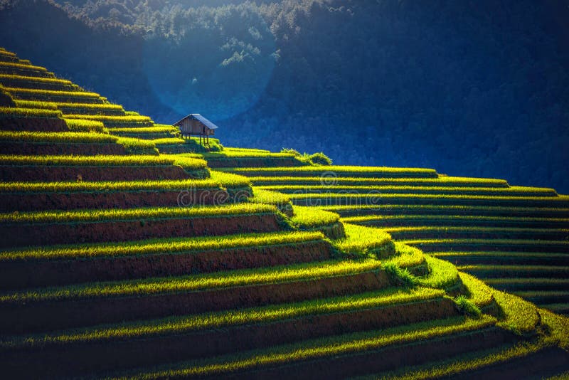 Reisfelder auf terassenf?rmig angelegtem mit h?lzernem Pavillon bei Sonnenaufgang in MU Cang Chai, YenBai, Vietnam stockfotografie Reisfelder auf terassenf?rmig angelegtem mit h?lzernem Pavillon bei Sonnenaufgang in MU Cang Chai, YenBai, Vietnam stockfotografie