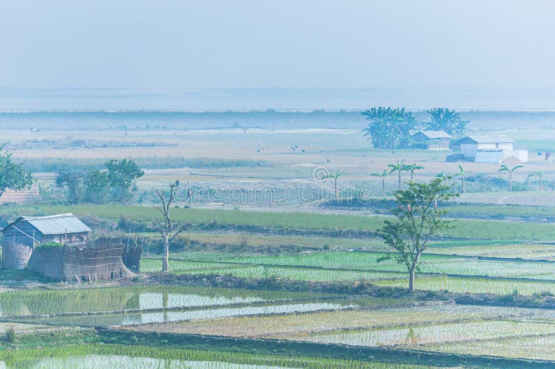 Reisfelder in Indien, Assam nahe dem Brahmaputra stockfoto Reisfelder in Indien, Assam nahe dem Brahmaputra stockfoto