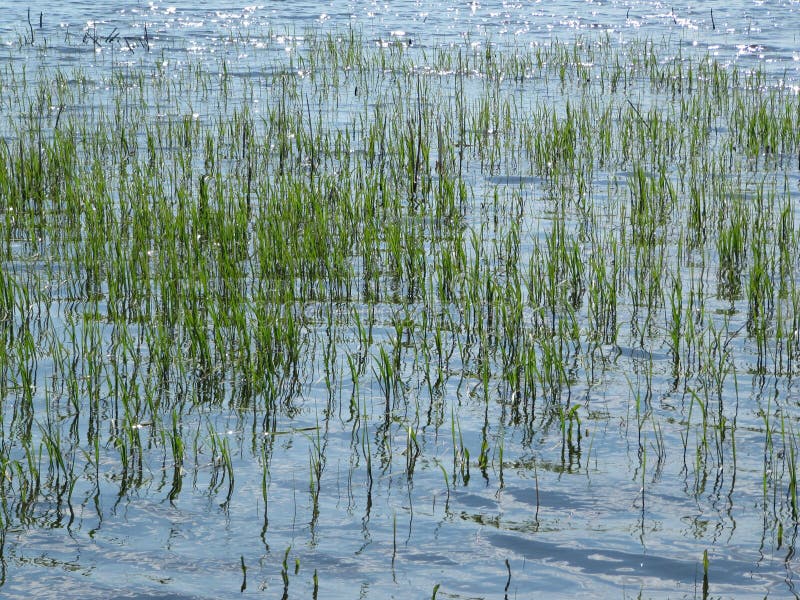 Reisfelder, Terrassen, Plantage, Bauernhof Ein organischer asiatischer Reisbauernhof und -landwirtschaft Junger wachsender Reis stockfotografie Reisfelder, Terrassen, Plantage, Bauernhof Ein organischer asiatischer Reisbauernhof und -landwirtschaft Junger wachsender Reis stockfotografie