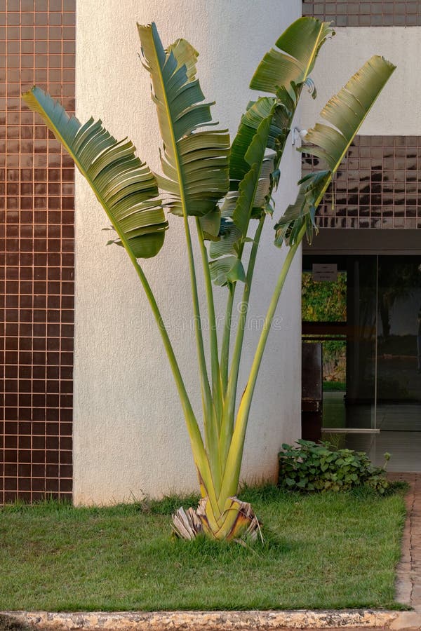 Pokok pisang kipas