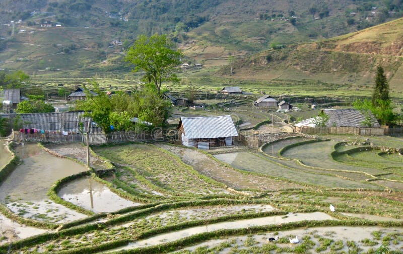 Reisterrassen in einem Dorf in Sapa stockfotos Reisterrassen in einem Dorf in Sapa stockfotos