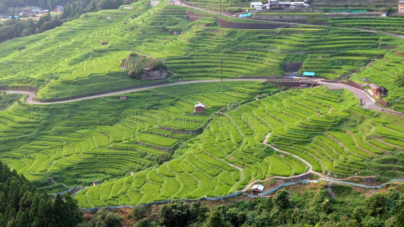 Reisterrassen Maruyama Senmaida In Japan Stockbild Bild Von Terrassen Stadt