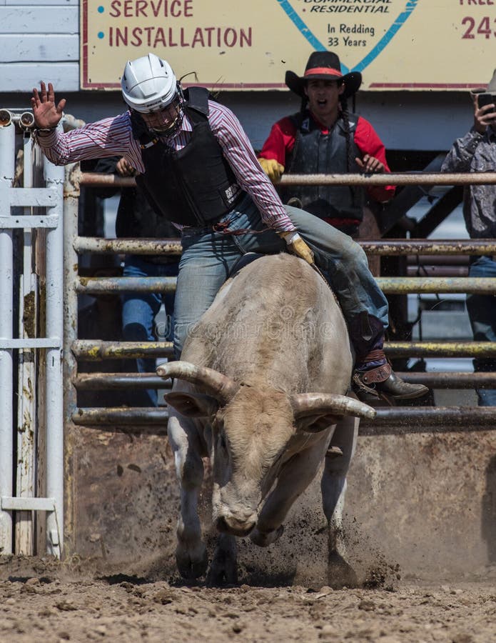 Bull riding cowboy at the Cottonwood Rodeo in California. Bull riding cowboy at the Cottonwood Rodeo in California.