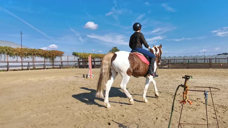 Reitpferd im Freien. Ausbildungsprozess. Reithintergrund.