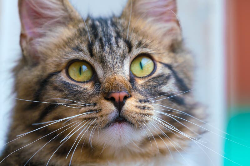 Reizende Katzenmündungsnahaufnahme Schicke flaumige Katze lizenzfreie stockfotografie Reizende Katzenmündungsnahaufnahme Schicke flaumige Katze lizenzfreie stockfotografie