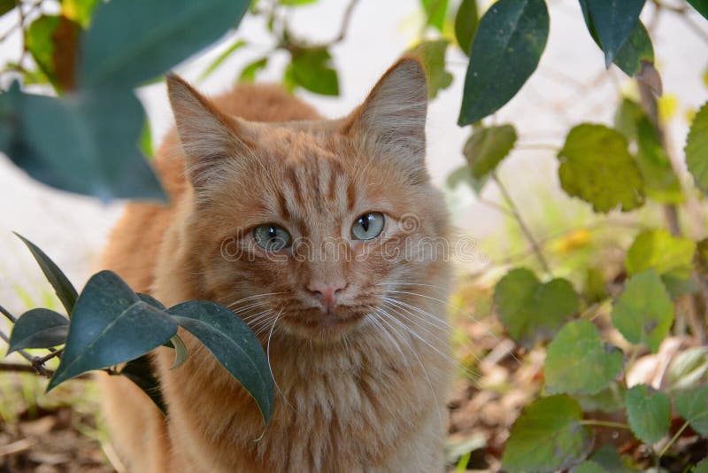 Reizende rote Katze auf Straße lizenzfreie stockbilder Reizende rote Katze auf Straße lizenzfreie stockbilder