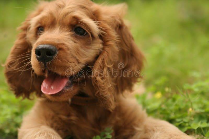Reizender Hund lizenzfreies stockbild Reizender Hund lizenzfreies stockbild