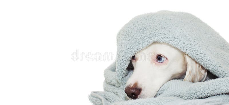 REIZENDER HUND MIT DEN BLAUEN AUGEN EINGEWICKELT MIT EINEM FARBIGEN TUCH, DAS EIN BAD ODER AUF EINE DUSCHE WARTET LOKALISIERTER A lizenzfreie stockfotos REIZENDER HUND MIT DEN BLAUEN AUGEN EINGEWICKELT MIT EINEM FARBIGEN TUCH, DAS EIN BAD ODER AUF EINE DUSCHE WARTET LOKALISIERTER A lizenzfreie stockfotos