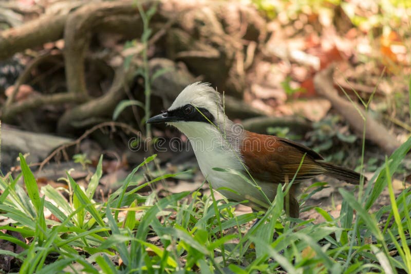 Reizender Laughingthrush-Vogel Weiß-mit Haube lizenzfreies stockbild Reizender Laughingthrush-Vogel Weiß-mit Haube lizenzfreies stockbild