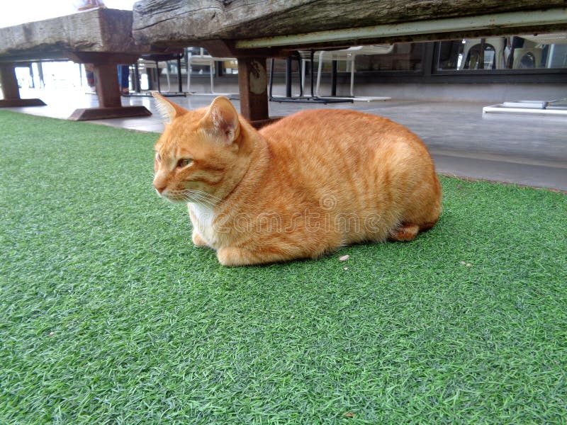 Reizendes Brown Cat Relaxing auf dem Rasen stockfotos Reizendes Brown Cat Relaxing auf dem Rasen stockfotos