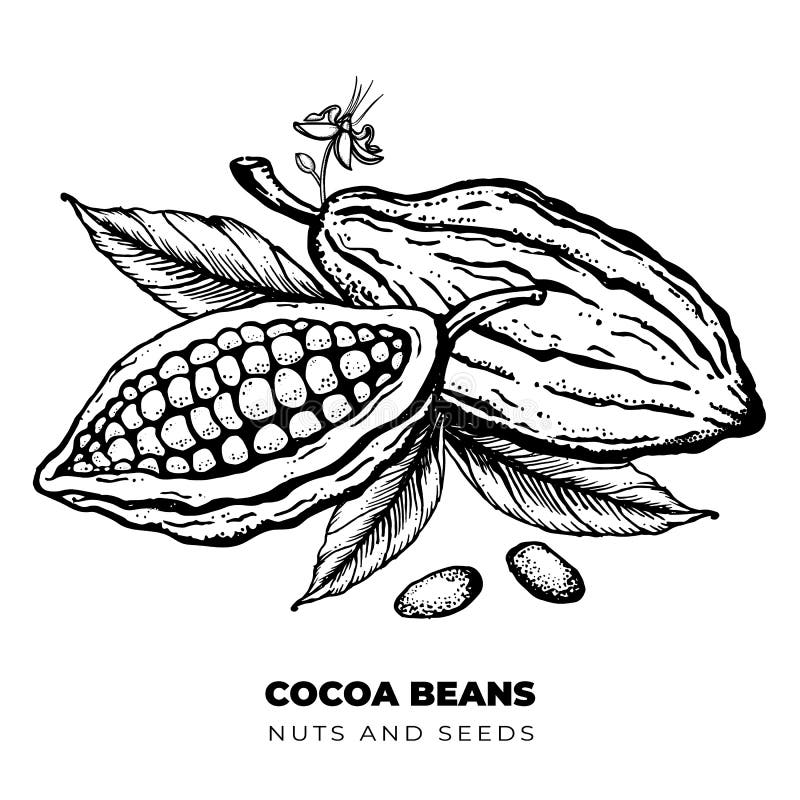  Rejillas De Cacao Dibujo De Dibujos Con Grabado a Mano Ilustración del Vector