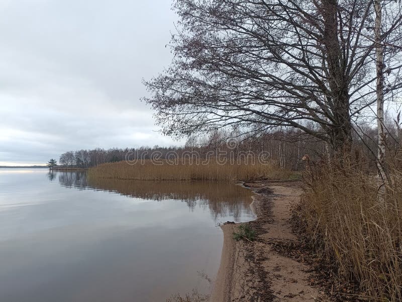 Rekyva-skog och insjö under grumlig höstdag arkivfoto