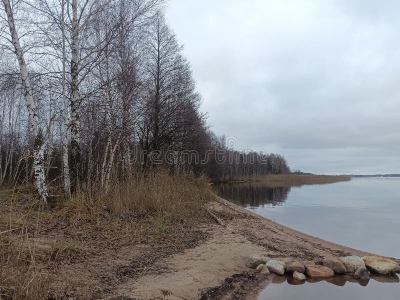 Rekyva-skog och insjö under grumlig höstdag royaltyfri foto