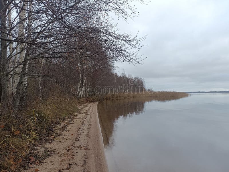 Rekyva-skog och insjö under grumlig höstdag royaltyfria bilder