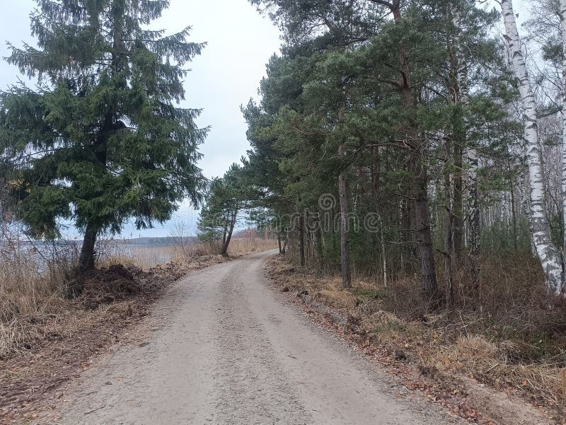 Rekyva-skog och insjö under grumlig höstdag arkivbild