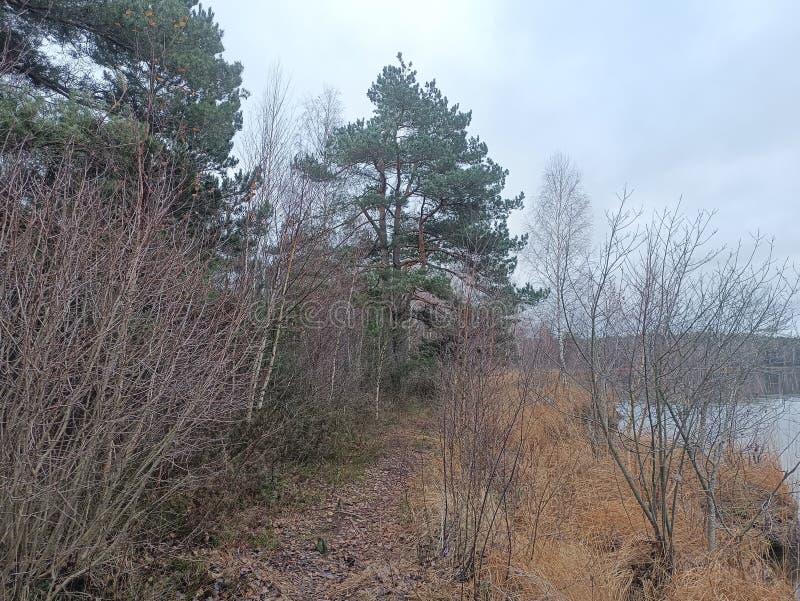 Rekyva-skog och insjö under grumlig höstdag royaltyfria bilder