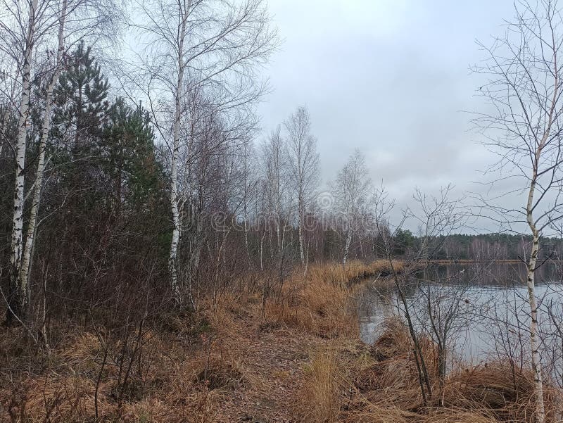 Rekyva-skog och insjö under grumlig höstdag royaltyfria foton