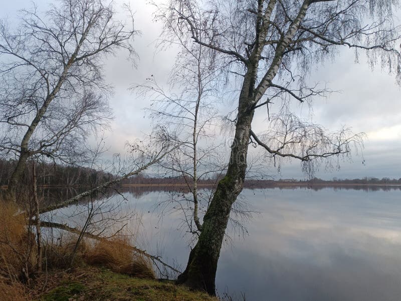 Rekyva-skog och insjö under grumlig höstdag royaltyfria bilder