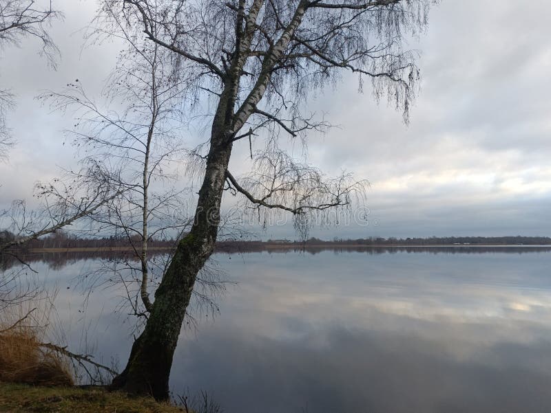 Rekyva-skog och insjö under grumlig höstdag royaltyfri fotografi