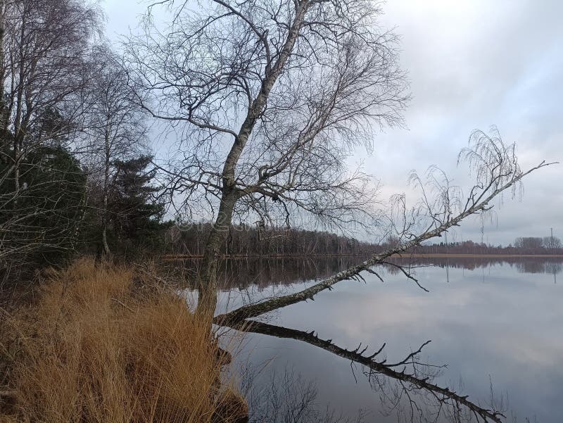 Rekyva-skog och insjö under grumlig höstdag fotografering för bildbyråer