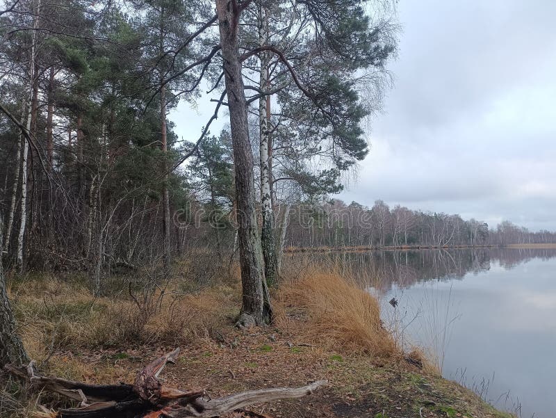 Rekyva-skog och insjö under grumlig höstdag fotografering för bildbyråer
