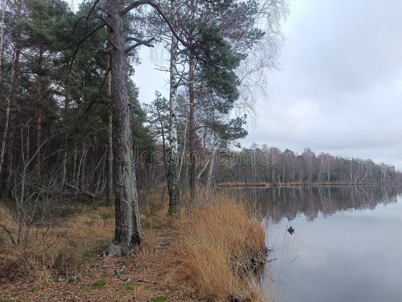 Rekyva-skog och insjö under grumlig höstdag royaltyfri foto
