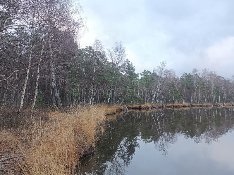 Rekyva-skog och insjö under grumlig höstdag royaltyfri foto