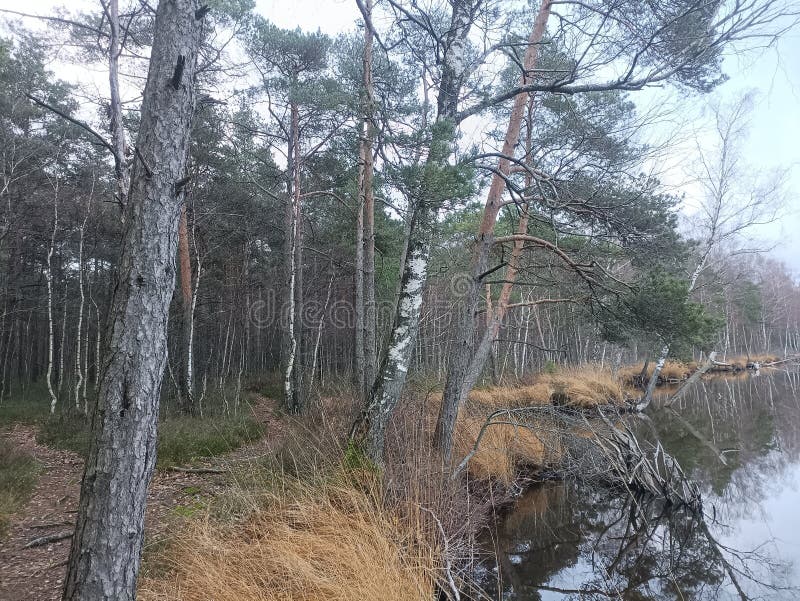 Rekyva-skog och insjö under grumlig höstdag arkivfoton