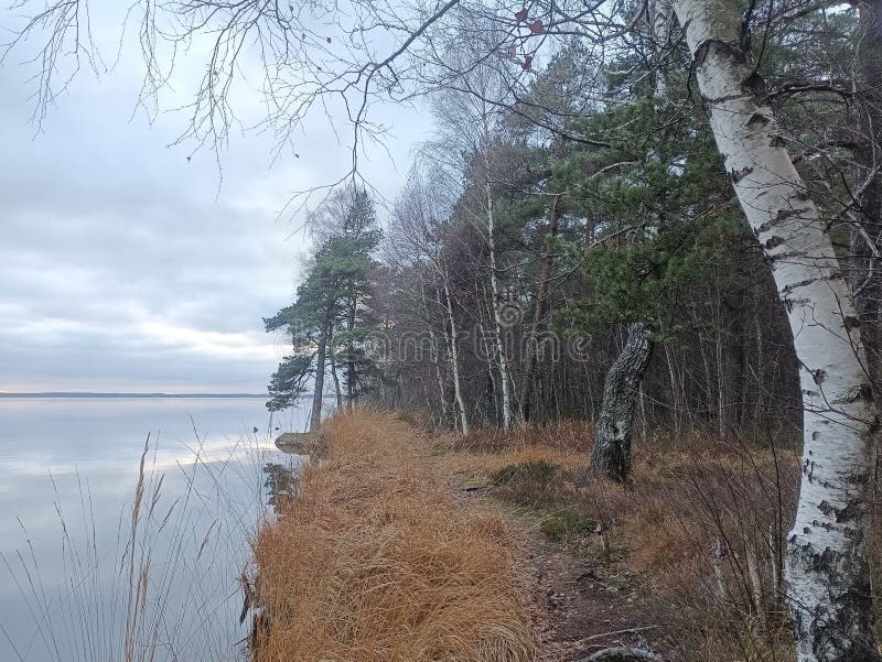 Rekyva-skog och insjö under grumlig höstdag royaltyfri foto