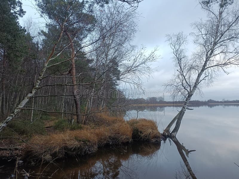 Rekyva-skog och insjö under grumlig höstdag arkivfoto