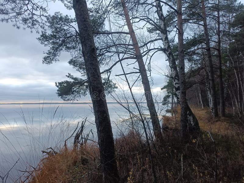 Rekyva-skog och insjö under grumlig höstdag fotografering för bildbyråer