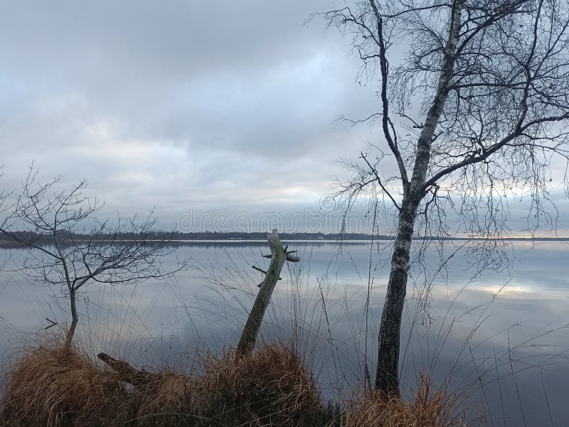 Rekyva-skog och insjö under grumlig höstdag royaltyfri bild