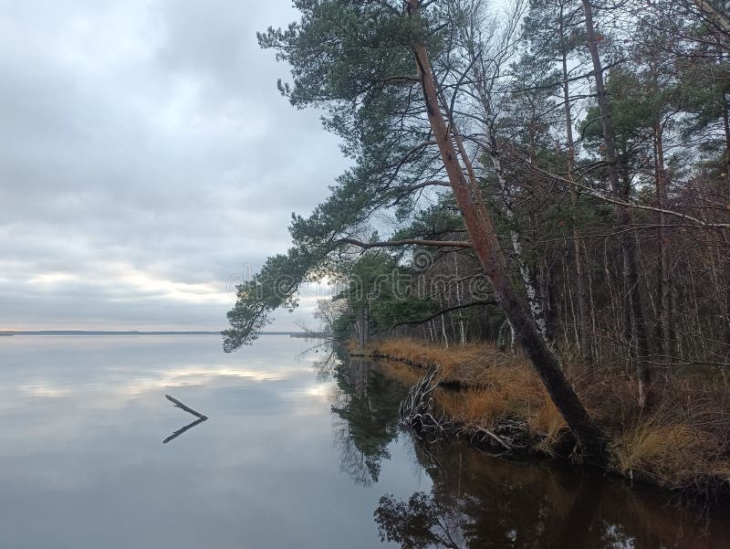 Rekyva-skog och insjö under grumlig höstdag arkivbilder